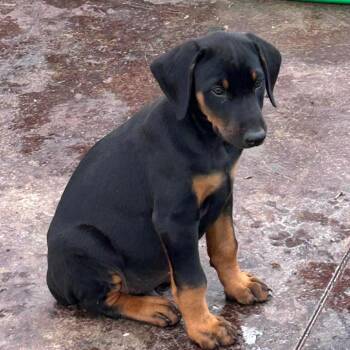 Doberman Pinscher Dogs Available for Adoption in Montgomery, Texas - Tommy | PetCurious
