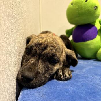 Pointer and Mixed Breed Dogs Available for Adoption in Tampa, Florida - Chipola | PetCurious