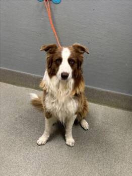 ALAN JACKSON -  Australian Shepherd Dog for Adoption in Las Vegas, Nevada - ALAN JACKSON | PetCurious