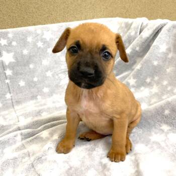 Riley -  Boxer and Mixed Breed Dog for Adoption in Monroe, Georgia - Riley | PetCurious