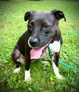 Caroline -  American Bully Dog for Adoption in Powell, Tennessee - Caroline | PetCurious