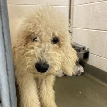 Lady Pearl -  Poodle Dog for Adoption in Harrisonburg, Virginia - Lady Pearl | PetCurious