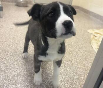 Siberian Husky and Mixed Breed Dogs Available for Adoption - BRENNA | PetCurious