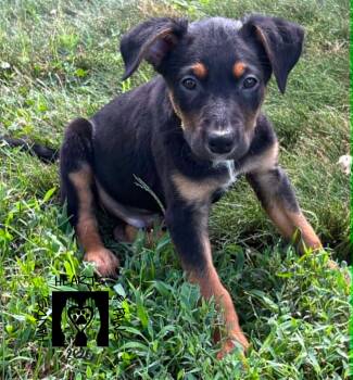 Bennett -  Hound Dog for Adoption in Omaha, Nebraska - Bennett | PetCurious