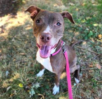 FOXY -  Labrador Retriever and Mixed Breed Dog for Adoption in Minneapolis, Minnesota - FOXY | PetCurious