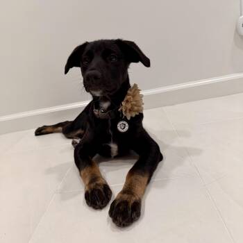 Schnoodle Dogs Available for Adoption - Endo | PetCurious