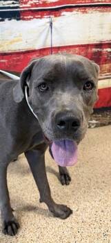 Cane Corso and Mixed Breed Dogs Available for Adoption in Doral, Florida - DORIS | PetCurious