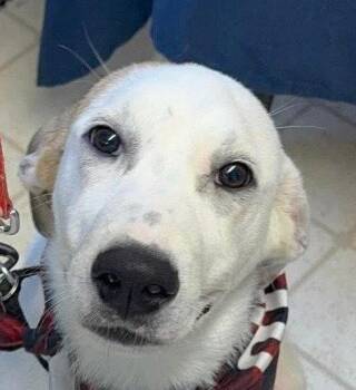 Paris -  Great Pyrenees and Terrier Dog for Adoption in Bloomfield, Connecticut - Paris | PetCurious