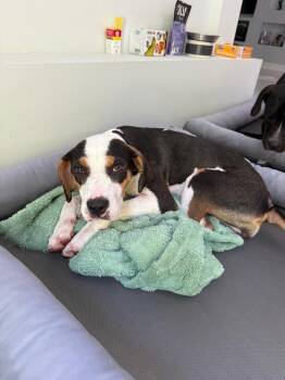 Roxy -  Hound and Boxer Dog for Adoption in Youngsville, North Carolina - Roxy | PetCurious