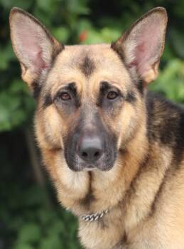 Bronx von Berkoth -  German Shepherd Dog Dog for Adoption in Los Angeles, California - Bronx Von Berkoth | PetCurious