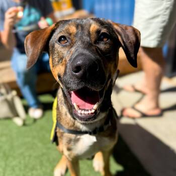 Rescue Mixed Breed Dogs for Adoption in Greer, South Carolina - Pongo | PetCurious