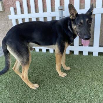 JEDI -  German Shepherd Dog and Mixed Breed Dog for Adoption in Modesto, California - JEDI | PetCurious