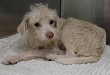JEFFERY -  Wirehaired Pointing Griffon Dog for Adoption in Fort Lauderdale, Florida - JEFFERY | PetCurious