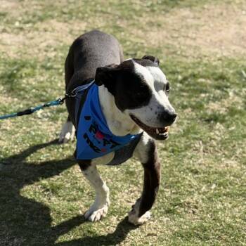 Basset Hound Dogs Available for Adoption - Bishop | PetCurious