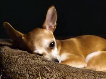 Rescue Chihuahua Dogs for Adoption in Granby, Connecticut - Elton John | PetCurious