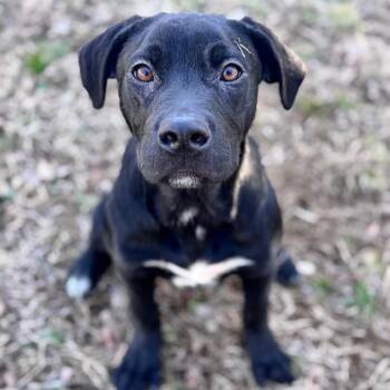 Black Labrador Retriever and Mixed Breed Dogs Available for Adoption - Duncan Hines | PetCurious