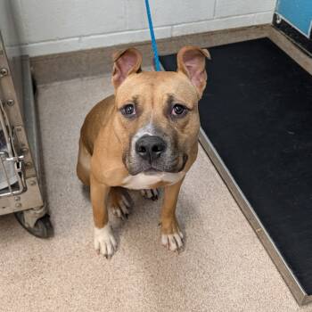 Rescue Pit Bull Terrier and Mixed Breed Dogs for Adoption in Ardmore, Oklahoma - Banana | PetCurious