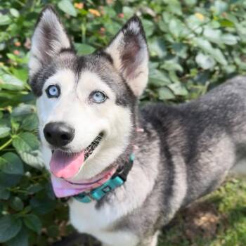Rescue Husky Dogs for Adoption in Houston, Texas - Harper | PetCurious