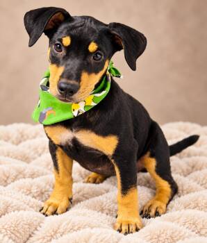 Janet -  German Pinscher and Hound Dog for Adoption in Nahunta, Georgia - Janet | PetCurious