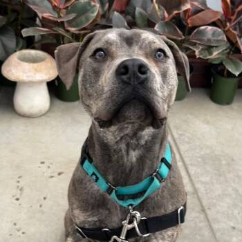 Carter *Foster to Adopt Me! -  Mixed Breed Dog for Adoption in Dover, New Hampshire - Carter *Foster To Adopt Me! | PetCurious