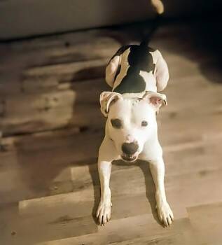 Bullseye -  Pit Bull Terrier Dog Available for Adoption in Phoenix, Oregon - Bullseye | PetCurious