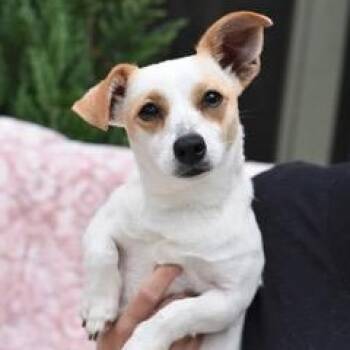 Kaci -  Chihuahua and Dachshund Dog for Adoption in Conroe, Texas - Kaci | PetCurious