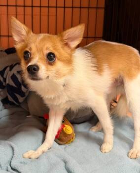 Rescue Pomeranian and Chihuahua Dogs for Adoption in Hyde Park, New York - Carlito | PetCurious