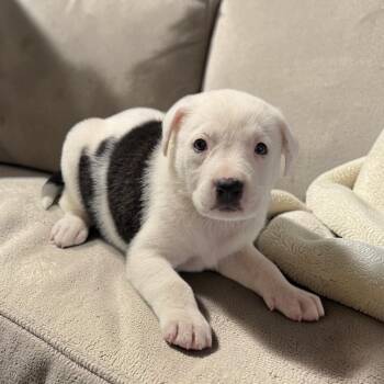 Hailey -  Border Collie and Australian Cattle Dog Blue Heeler Dog for Adoption in Lucas, Texas - Hailey | PetCurious