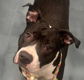 Pretty Wings -  Mixed Breed Dog for Adoption - Pretty Wings | PetCurious