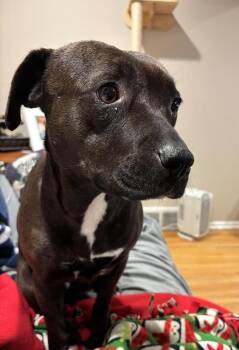 Pit Bull Terrier Dogs Available for Adoption - Precious | PetCurious