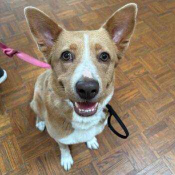 Cattle Dog Dogs Available for Adoption in Goleta, California - Honey | PetCurious