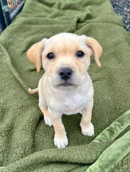 Rescue Labrador Retriever and Hound Dogs for Adoption in Mocksville, North Carolina - Kiki | PetCurious