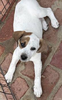 Labrador Retriever and Hound Dogs Available for Adoption - LIZZY | PetCurious