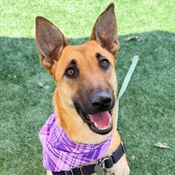 German Shepherd Dog Dogs Available for Adoption in Walnut Creek, California - Tulip | PetCurious