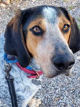 Rescue Bluetick Coonhound Dogs for Adoption in Phoenix, Arizona - *COURTESY POST* Sport *COURTESY POST* | PetCurious