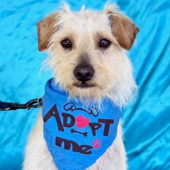 Terrier Dogs Available for Adoption - FINLEY | PetCurious