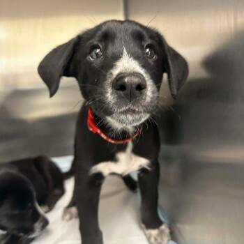 Dalmatian and Husky Dogs Available for Adoption - Scamp | PetCurious