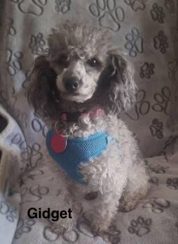 Poodle Dogs Available for Adoption - Gidget | PetCurious
