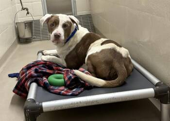 CHIRP -  Pit Bull Terrier and Mixed Breed Dog for Adoption in Kent, Washington - CHIRP | PetCurious