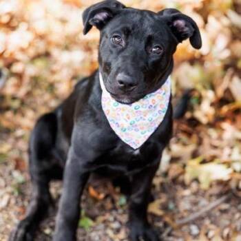 Robin -  Black Labrador Retriever and Mixed Breed Dog for Adoption in Springboro, Ohio - Robin | PetCurious