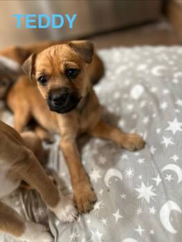 Terrier and Labrador Retriever Dogs Available for Adoption in Plainfield, Illinois - Teddy Bear | PetCurious