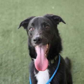 Reo -  Border Collie and Shepherd Dog for Adoption in Sacramento, California - Reo | PetCurious