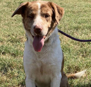 Rescue Australian Cattle Dog Blue Heeler Dogs for Adoption in Brookshire, Texas - Twister | PetCurious