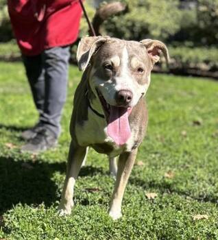 Dilly -  Pit Bull Terrier Dog for Adoption in Vancouver, Washington - Dilly | PetCurious