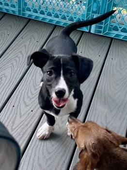 Rescue Chihuahua and Dachshund Dogs for Adoption in Texarkana, Texas - Mr Cutie In Texarkana TX | PetCurious