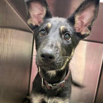 German Shepherd Dog Dogs Available for Adoption in Austin, Texas - Gretel | PetCurious