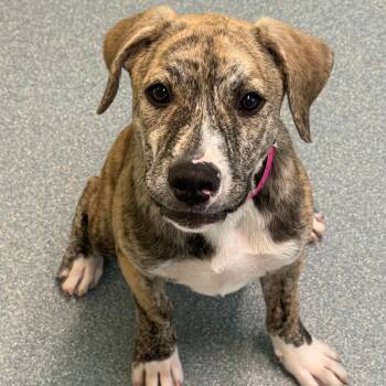 Tiger -  Mixed Breed Dog for Adoption in Briarcliff Manor, New York - Tiger | PetCurious