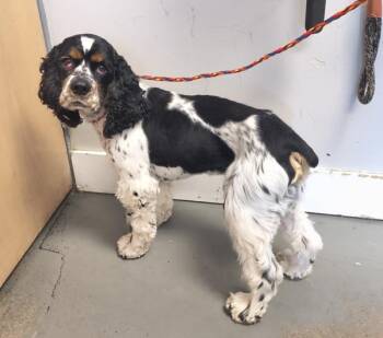 English Cocker Spaniel Dogs Available for Adoption in Salt Lake City, Utah - *Basil* | PetCurious
