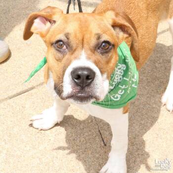 Marcie -  Labrador Retriever and Boxer Dog for Adoption in Washington, District Of Columbia - Marcie | PetCurious
