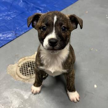 Terrier and Pit Bull Terrier Dogs Available for Adoption - Bamm-Bamm | PetCurious